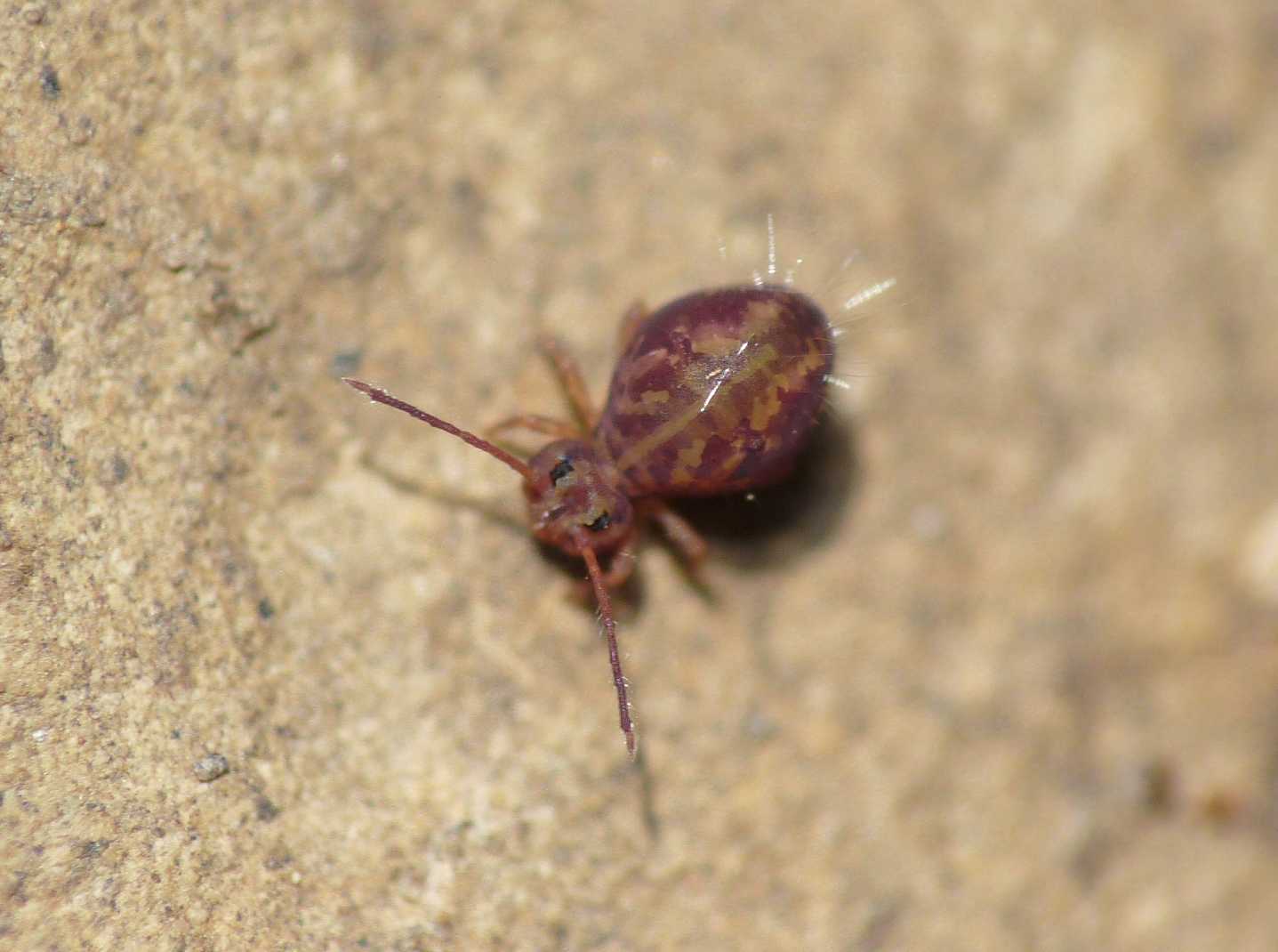 Collembolo pezzato Dicyrtomidae - Dicyrtoma fusca?